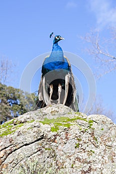 Proud peacock on top of a large mossy granite stone in a public park