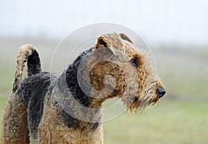 Proud pedigree show champion Airedale Terrier standing early morning mist