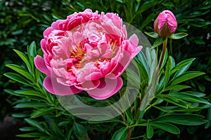 Proud Pink Peony in Lush Garden