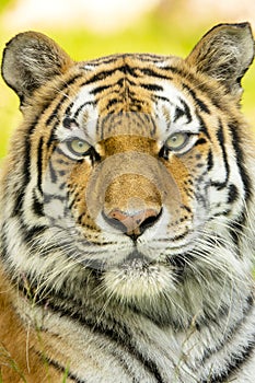 Proud Portrait of a Amur or Siberian Tiger