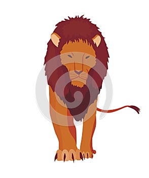Proud powerful lion character. King of animal. Cartoon cute wild cat standing. Isolated vector Illustrations on a white