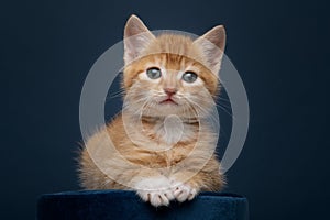 Proud and pretty ginger orange kitten looking at the camera on a dark blue background lying on a blue velvet cushion