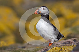 Proud puffin