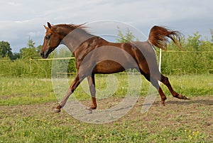 Proud red arabian horse gallop