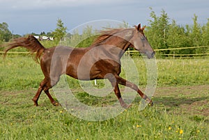 Proud red arabian horse gallop