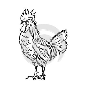 Proud retro tattoo style Chicken