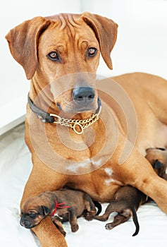 Proud Rhodesian Ridgeback mother with whelps