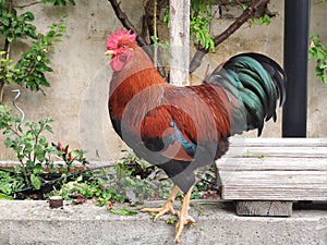 Proud rooster in the backyard