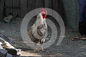 Proud rooster in backyard