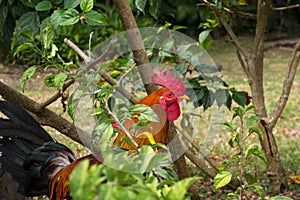 Proud rooster in the bushes