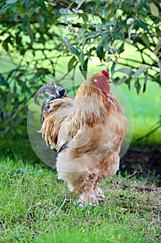 proud rooster of the Cochin breed calmly looks around