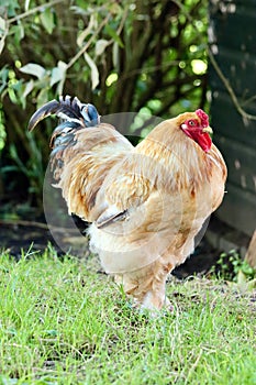 proud rooster of the Cochin breed calmly looks around