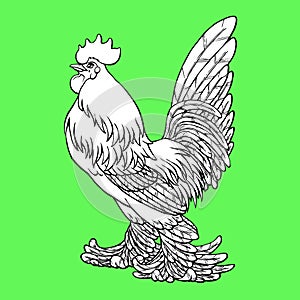 Proud rooster coloring on green