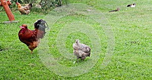 A proud rooster and a couple of hens are walking on the green grass in a country yard.