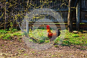 A proud rooster, its vibrant feathers contrasting beautifully against the rustic wooden fence and lush greenery in the background