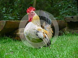 proud rooster in a meadow