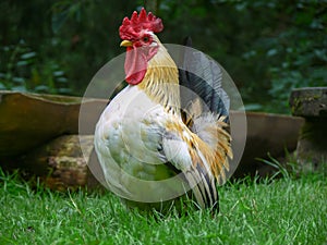 Proud rooster in a meadow