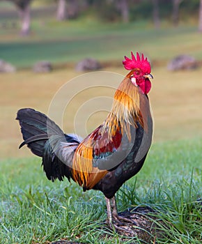 Proud Rooster standing tall