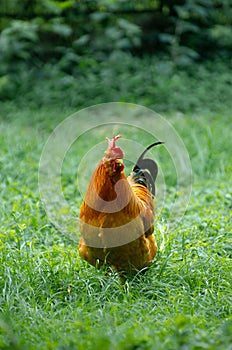 Proud rooster strutting through a lush green landscape dotted with trees