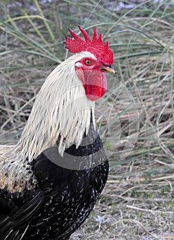 A proud rooster strutting through the Miami streets