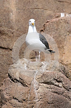 Proud seagull