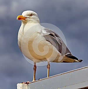 A proud seagull