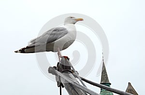 Proud seagull