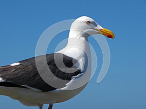 Proud Seagull In Profile