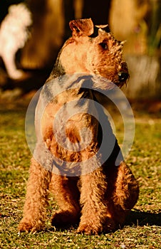 Proud show off pedigree Airedale Terrier dog just