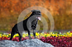 Proud Stafford Terrier stands against the colors