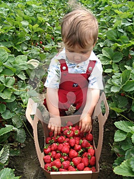 Proud strawberry picker