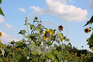 A field filled with this