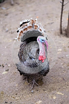 A proud turkey bird walking around in the country side. photo