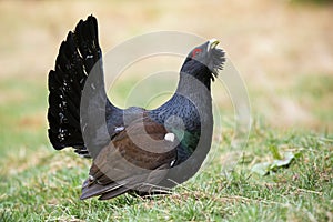 Proud western capercaillie male lekking with open beak in autumn