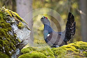Proud western capercaillie lekking on rock in spring. photo