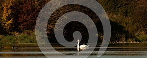 Proud elegant white swan swims alone in the clear water of a atmospheric lake in front of a group dark trees in the season autumn