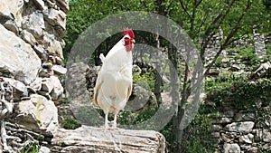 Proud white rooster with red comb and wattles standing on a trunk