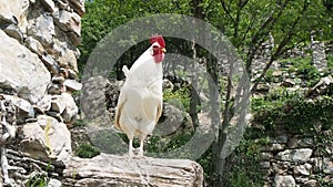 Proud white rooster with red comb and wattles on a trunk