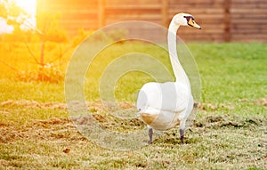Proud white swan looks to the side standing with its backs on the mown grass on the lawn