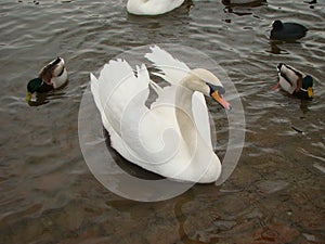 Proud white Swan on the Vltava river. centre of Prague.