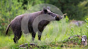 Proud wild boar with white tusks sniffing on green glade in summer nature