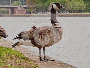 A proud wild goose pauses on the bank