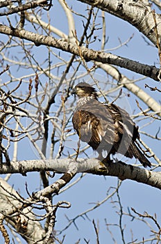 Proud Young Bald Eagle Perched in a Winter Tree