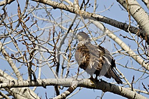 Proud Young Bald Eagle Perched in a Winter Tree