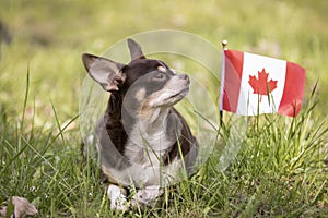 Pround Chihuahua on the grass.