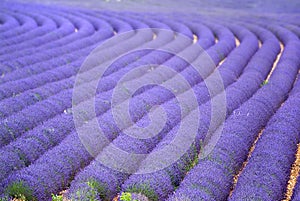 Provance lavander field