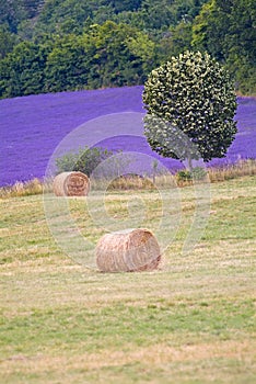Provance lavander field