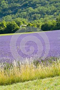 Provance lavander field