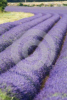 Provance lavander field