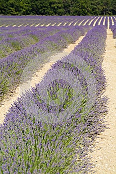 Provance lavander field